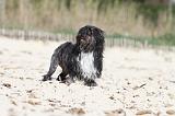 PETIT CHIEN LION 051